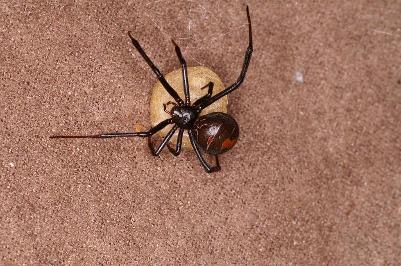 Latrodectus_hasselti_D7213_Z_89_Alexandra hills Brisbane_Australie.jpg